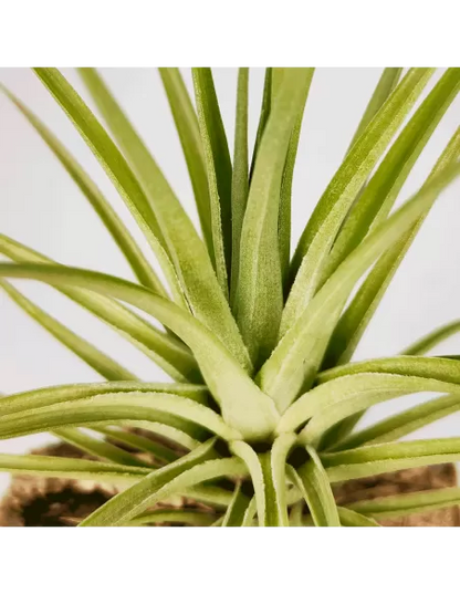 Tillandsia Carminea x Holm’s Twin Star
