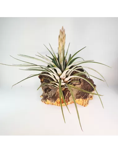 Tillandsia Carrilloi