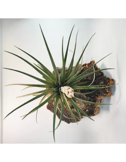Tillandsia Carrilloi
