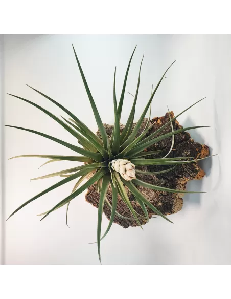 Tillandsia Carrilloi