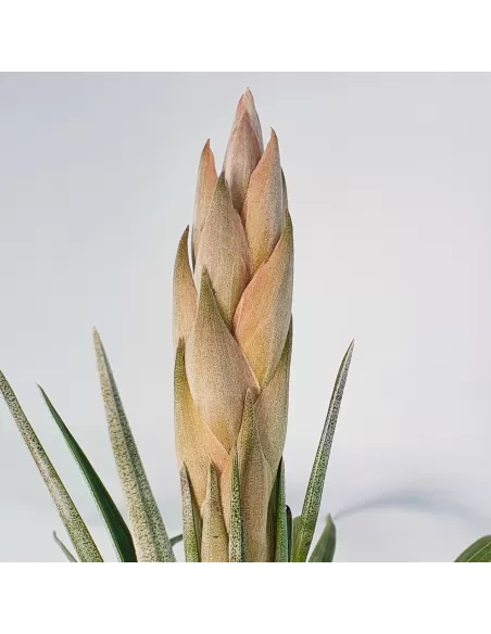 Tillandsia Carrilloi