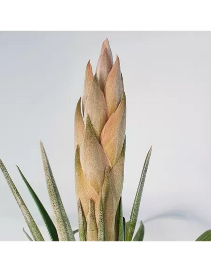 Tillandsia Carrilloi