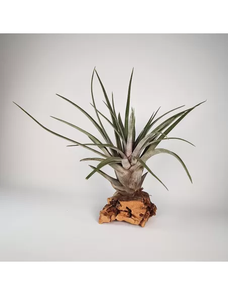 Tillandsia Carrilloi