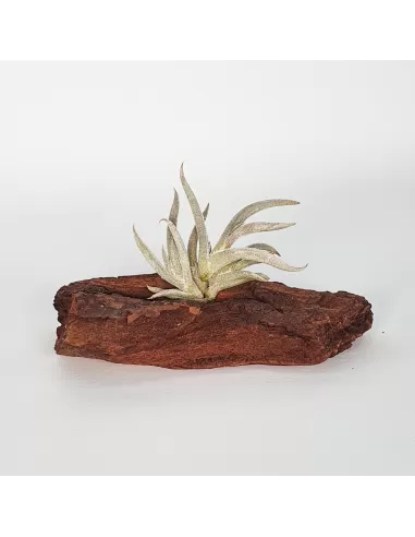 Tillandsia castellanii