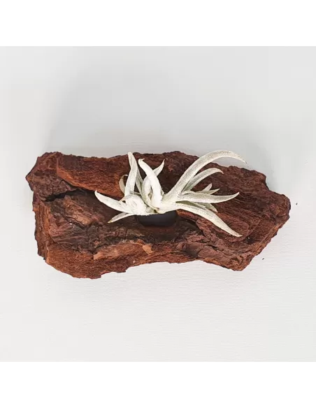 Tillandsia castellanii