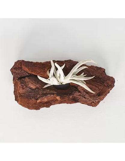 Tillandsia castellanii