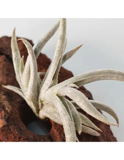 Tillandsia castellanii