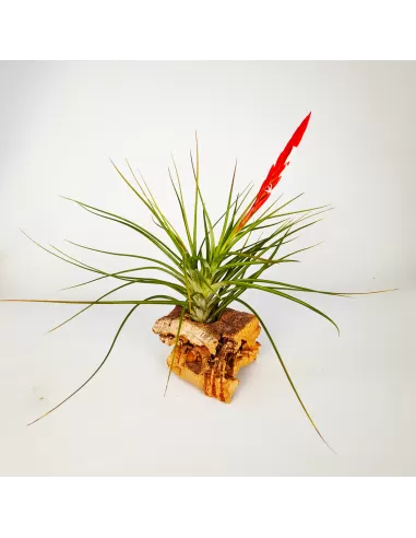 Tillandsia Caulescens
