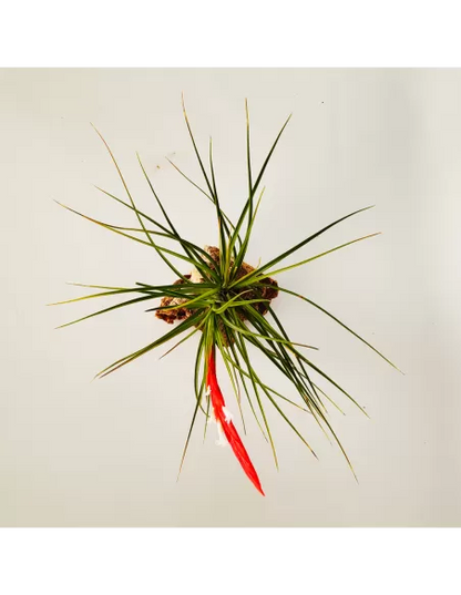Tillandsia Caulescens
