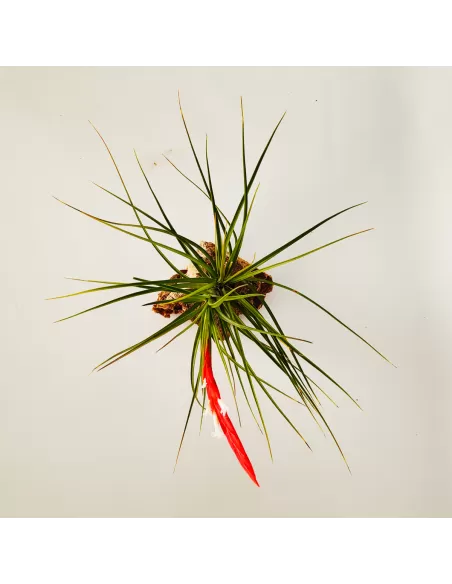 Tillandsia caulescens