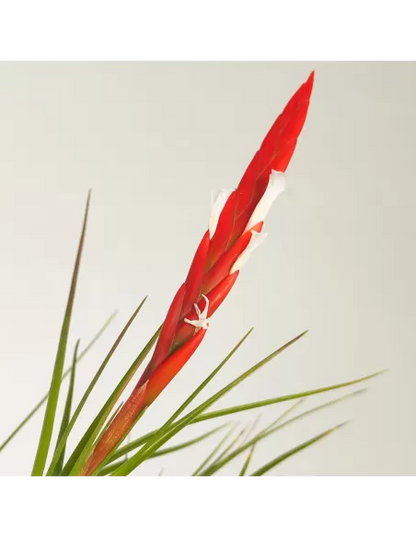 Tillandsia Caulescens