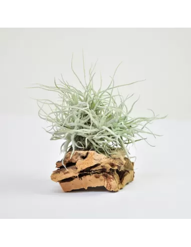 Tillandsia Chusgonensis-Gruppe