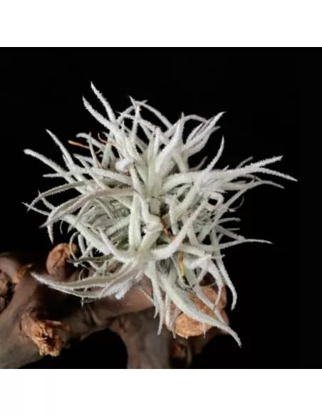 Tillandsia Chusgonensis-Gruppe