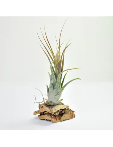 Tillandsia Circinata