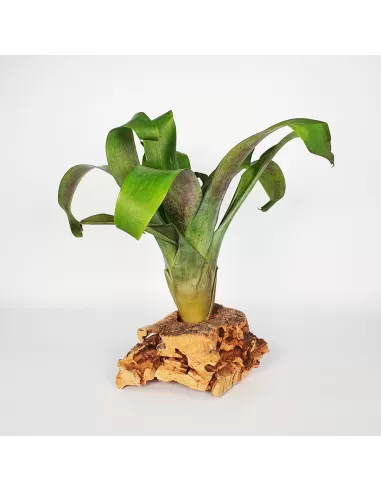 Tillandsia Complanata