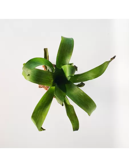 Tillandsia Complanata