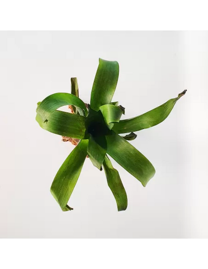 Tillandsia Complanata