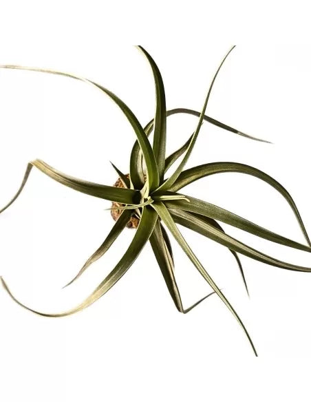 Tillandsia Concolor X Paucifolia