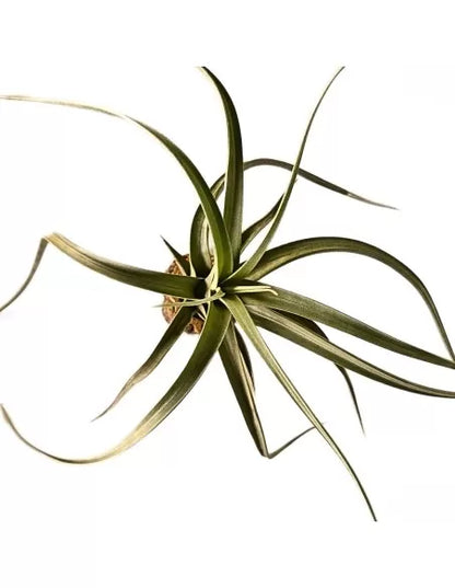 Tillandsia Concolor X Paucifolia