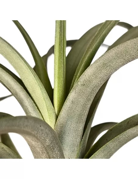 Tillandsia Concolor X Paucifolia