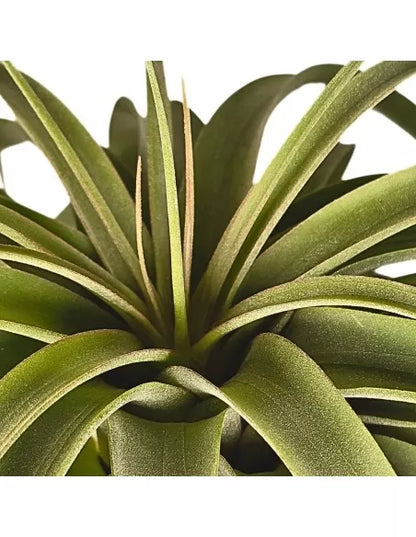 Tillandsia Concolor X Streptophylla XL