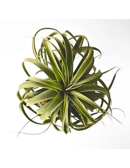 Tillandsia Concolor X Streptophylla XL