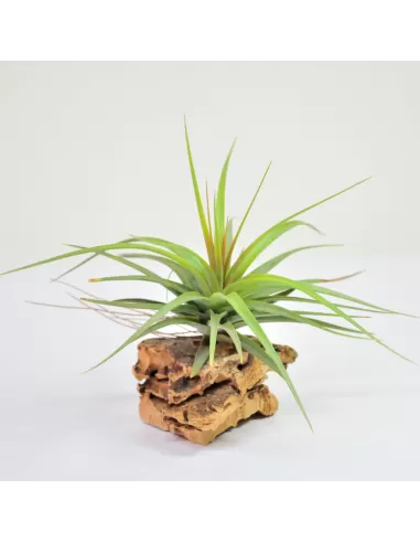Tillandsia concolor