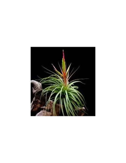 Tillandsia concolor