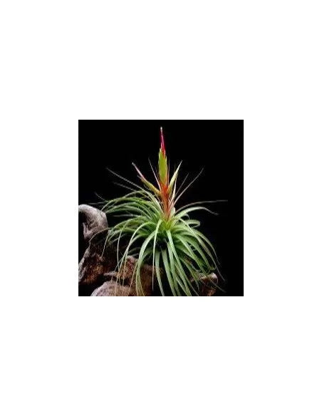 Tillandsia concolor