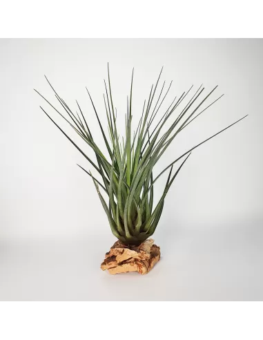 Tillandsia crista-galli