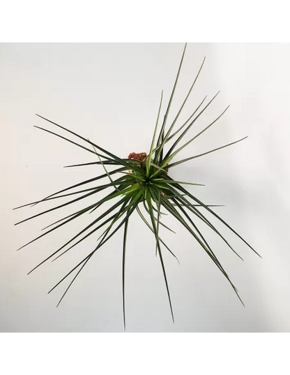 Tillandsia Crista Galli