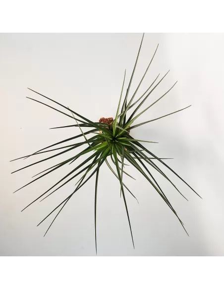 Tillandsia crista-galli