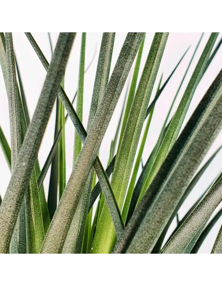 Tillandsia Crista Galli