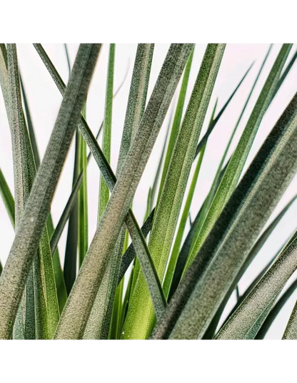 Tillandsia Crista Galli