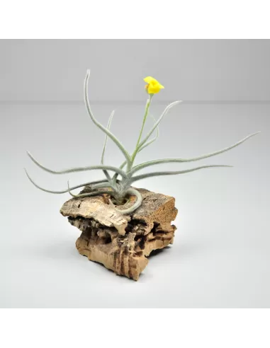 Tillandsia Crocata