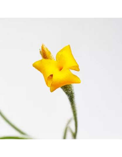 Tillandsia Crocata
