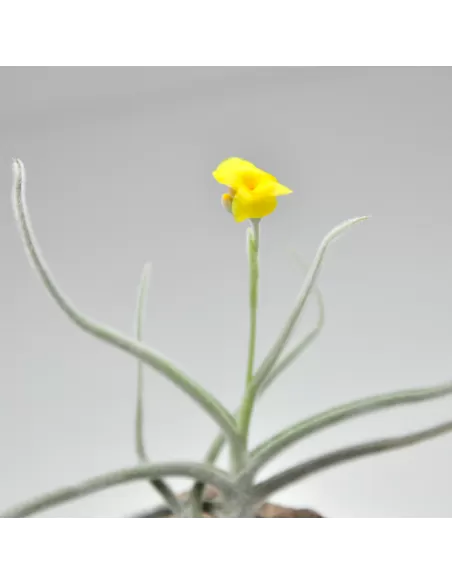 Tillandsia Crocata