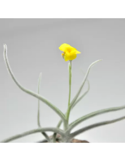 Tillandsia Crocata