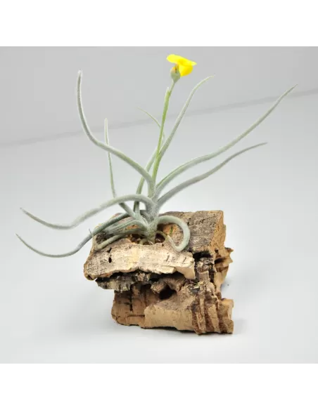 Tillandsia Crocata