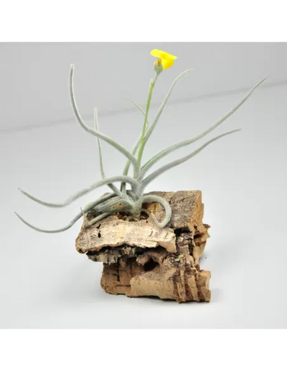 Tillandsia Crocata