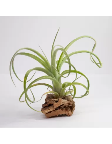 Tillandsia Curly Slim