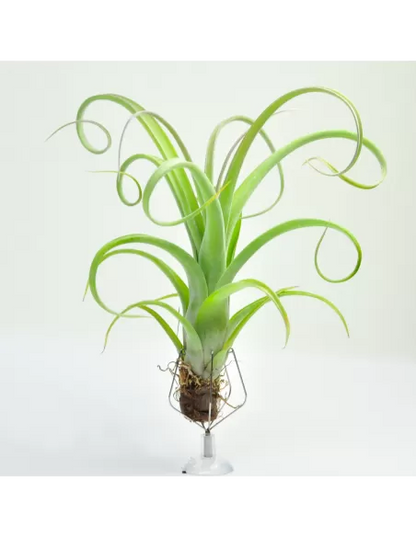 Tillandsia Curly Slim
