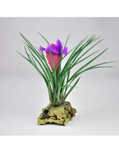 Tillandsia Cyanea Albo-Marginata
