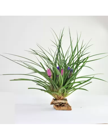 Tillandsia cyanea Polster