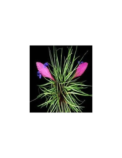 Tillandsia Cyanea Pulk