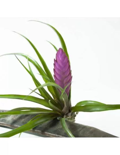 Tillandsia Cyanea