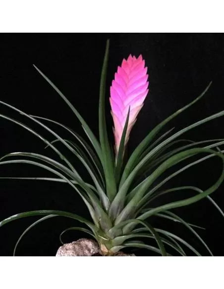 Tillandsia Cyanea