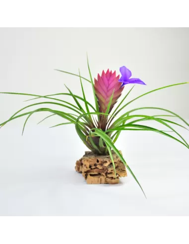 Tillandsia Cyanea