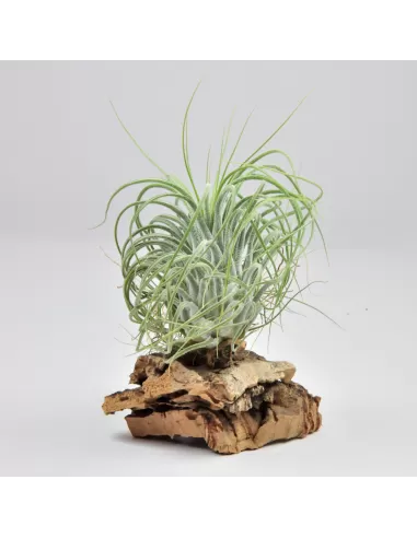 Tillandsia Delicata
