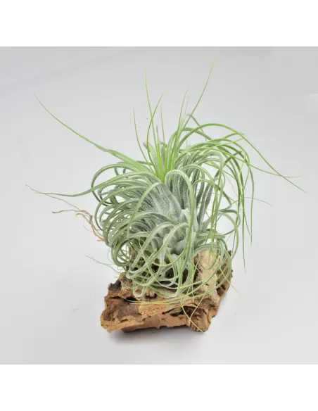 Tillandsia Delicata